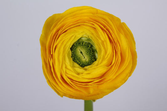 Bouquet of 50 yellow peony roses (ranunculus)