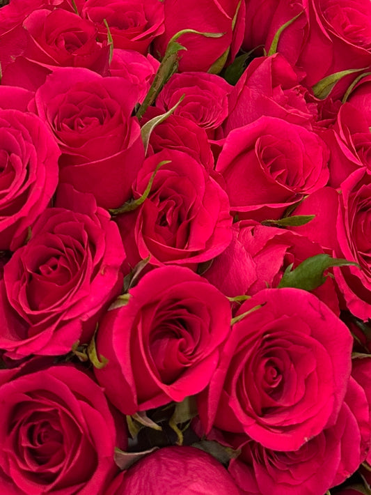 Bouquet of 24 raspberry-red roses (raspberry hue)