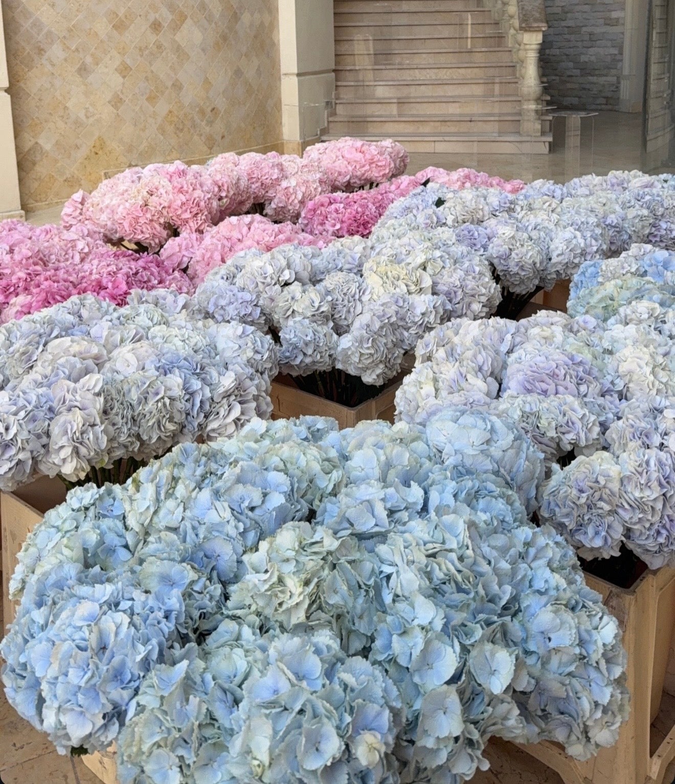 Hydrangeas
